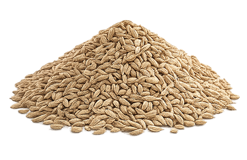 Caraway Seeds are processed to maintain their warm aroma, natural flavor, and consistent sizing. Used in bakery products, spice mixes, herbal infusions, and food manufacturing, they are prepared with a focus on purity, cleanliness, and export-ready presentation. Specifications HS Code: 09096100 (shares heading with anise) Origin: Egypt Form: Whole Seeds Purity: ≥ 99% Moisture: ≤ 10% Packaging: 25kg PP bags / Customized formats available Harvest Season: May – July