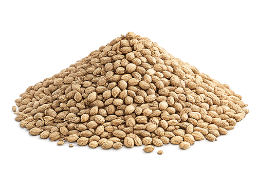 Coriander Seeds are selected for uniform size, natural color, and their balanced citrus-like aroma. Suitable for spice blends, seasoning production, food manufacturing, and essential oil applications, they are carefully cleaned and graded to meet export market expectations. Specifications HS Code: 09092100 Origin: Egypt Form: Whole Seeds Purity: ≥ 99% Moisture: ≤ 10% Packaging: 25kg PP bags / Retail formats available Harvest Season: April – June