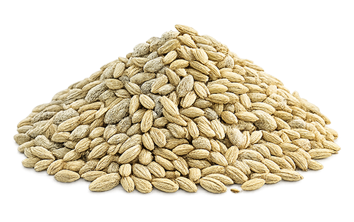 Fennel Seeds are carefully cleaned and graded to maintain uniform size, natural color, and a sweet aromatic profile. Widely used in spice blends, bakery products, herbal teas, and traditional applications, they are prepared for export with a focus on purity and consistency. Specifications HS Code: 09096200 Origin: Egypt Form: Whole Seeds Quality Grade: Export Grade Purity: ≥ 99% (subject to specification) Moisture: ≤ 10% Packaging: 25kg PP bags / Custom retail packaging available Harvest Season: April – June